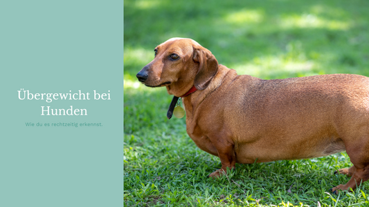 Übergewicht bei Hunden