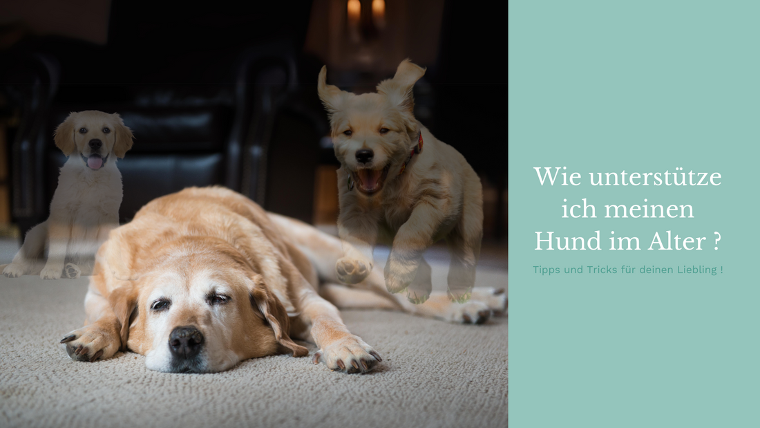 Wie unterstütze ich meinen Hund im Alter?